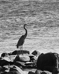 great blue heron in black and white